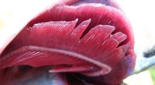 Tip Mudah Nak Kenal Ikan  Segar Di Pasar RASA