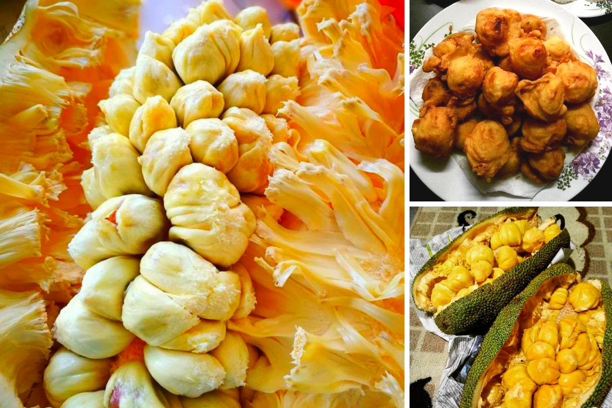 Petua Pilih Buah Cempedak Yang Masak, Banyak Ulas & Manis