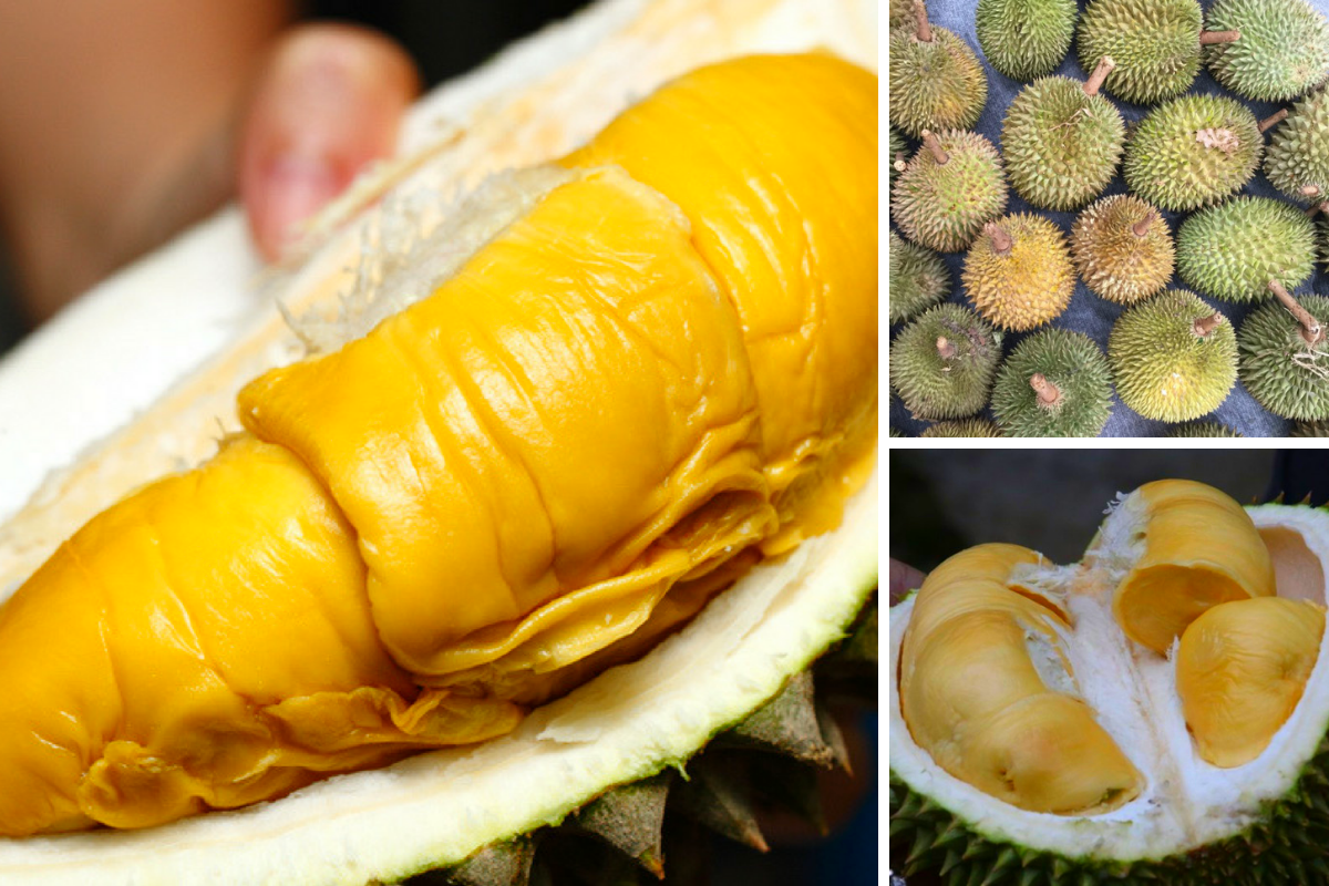 10 Panduan Pilih Durian Yang Isi Banyak, Masak Elok & Tak Keras.