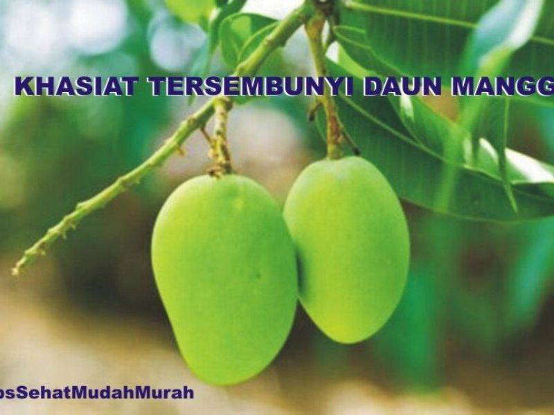 Mangga Bukan Sekadar Buahnya, Tapi Daunnya Juga Tersembunyi 5 Khasiat.