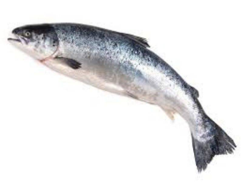 Hidangan Ikan Salmon, Sedap Berjus Sihatkan Jantung
