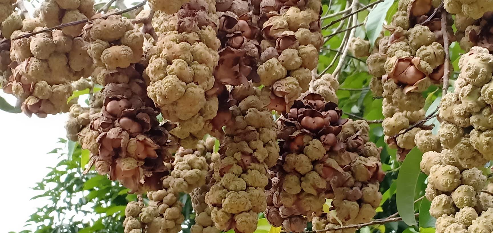 Niat Bersedekah, Lelaki Ini Jemput Orang Ramai Ke Kebun Rasai Pengalaman Kutip Buah Berangan