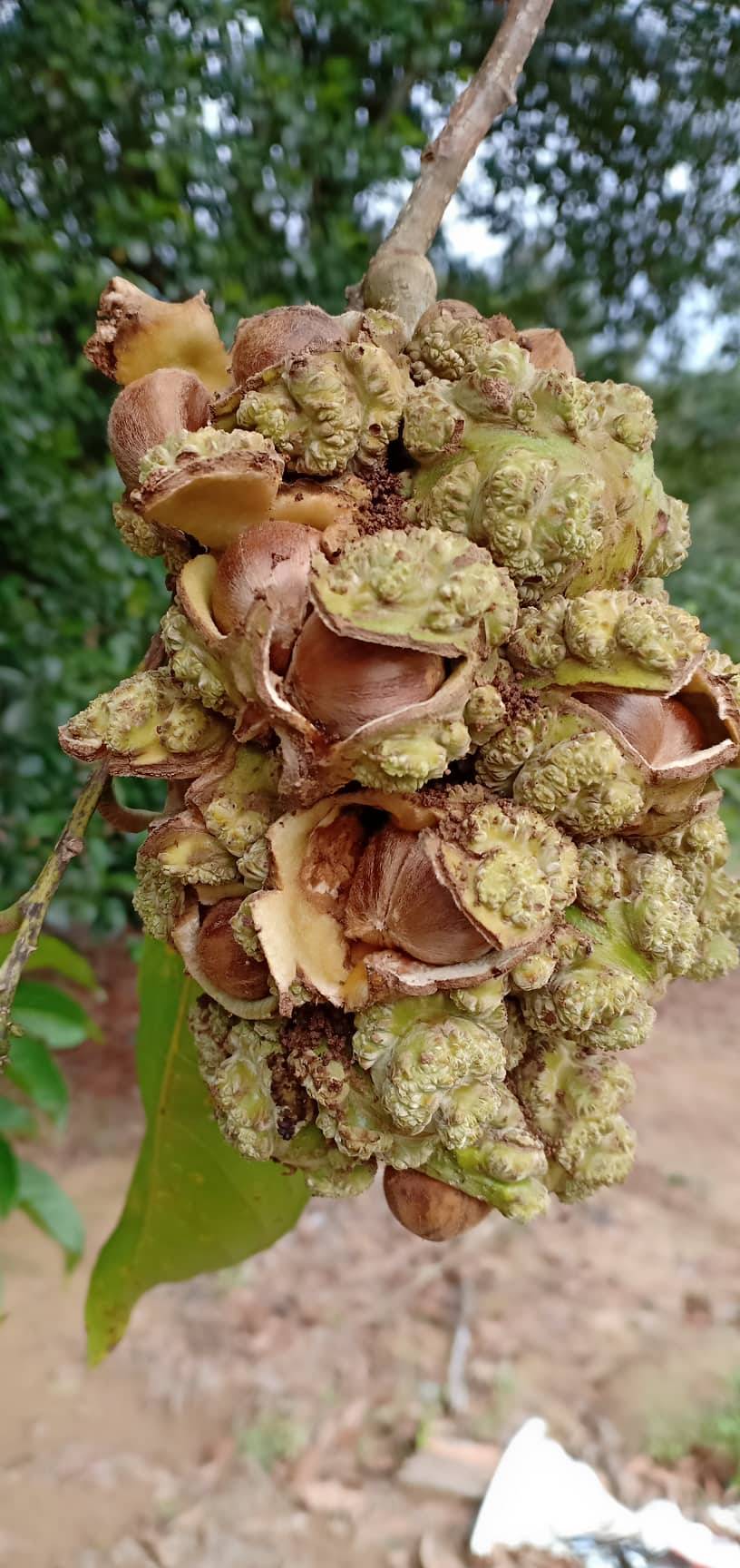 Buah berangan pokok Pokok Berangan