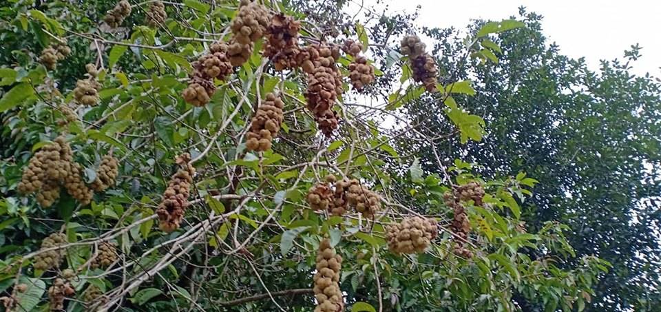 Niat Bersedekah, Lelaki Ini Jemput Orang Ramai Ke Kebun Rasai Pengalaman Kutip Buah Berangan