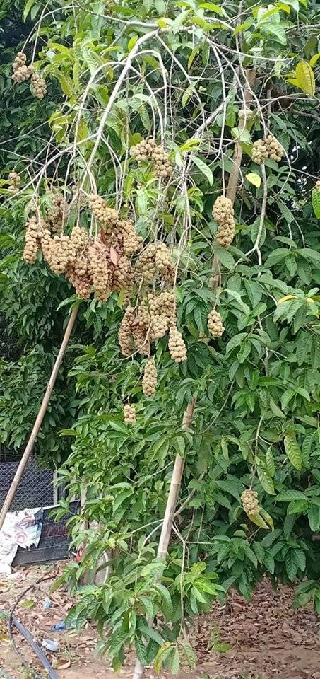 Niat Bersedekah, Lelaki Ini Jemput Orang Ramai Ke Kebun Rasai Pengalaman Kutip Buah Berangan