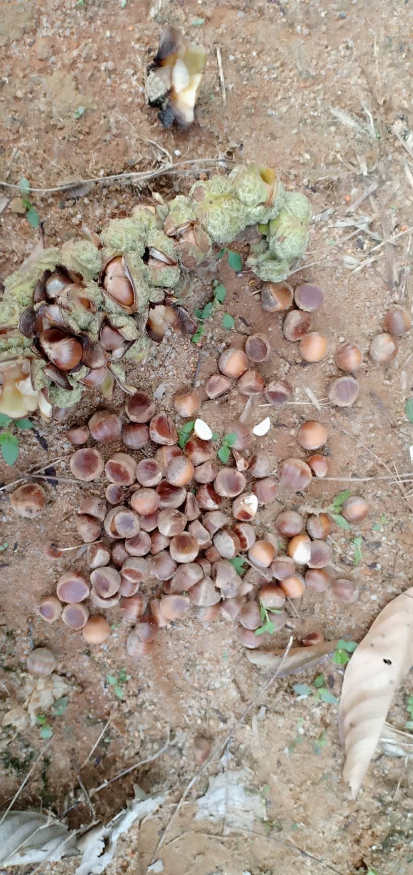 Niat Bersedekah, Lelaki Ini Jemput Orang Ramai Ke Kebun Rasai Pengalaman Kutip Buah Berangan