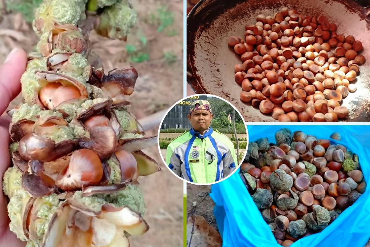 Niat Bersedekah, Lelaki Ini Jemput Orang Ramai Ke Kebun Rasai Pengalaman Kutip Buah Berangan