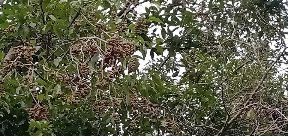 Niat Bersedekah, Lelaki Ini Jemput Orang Ramai Ke Kebun Rasai Pengalaman Kutip Buah Berangan