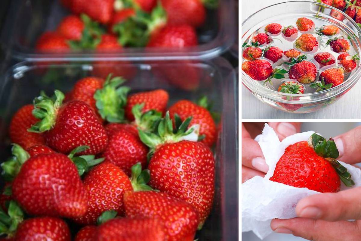 Cara Simpan Strawberi Cameron Highland Agar Segar,Tak Lembik