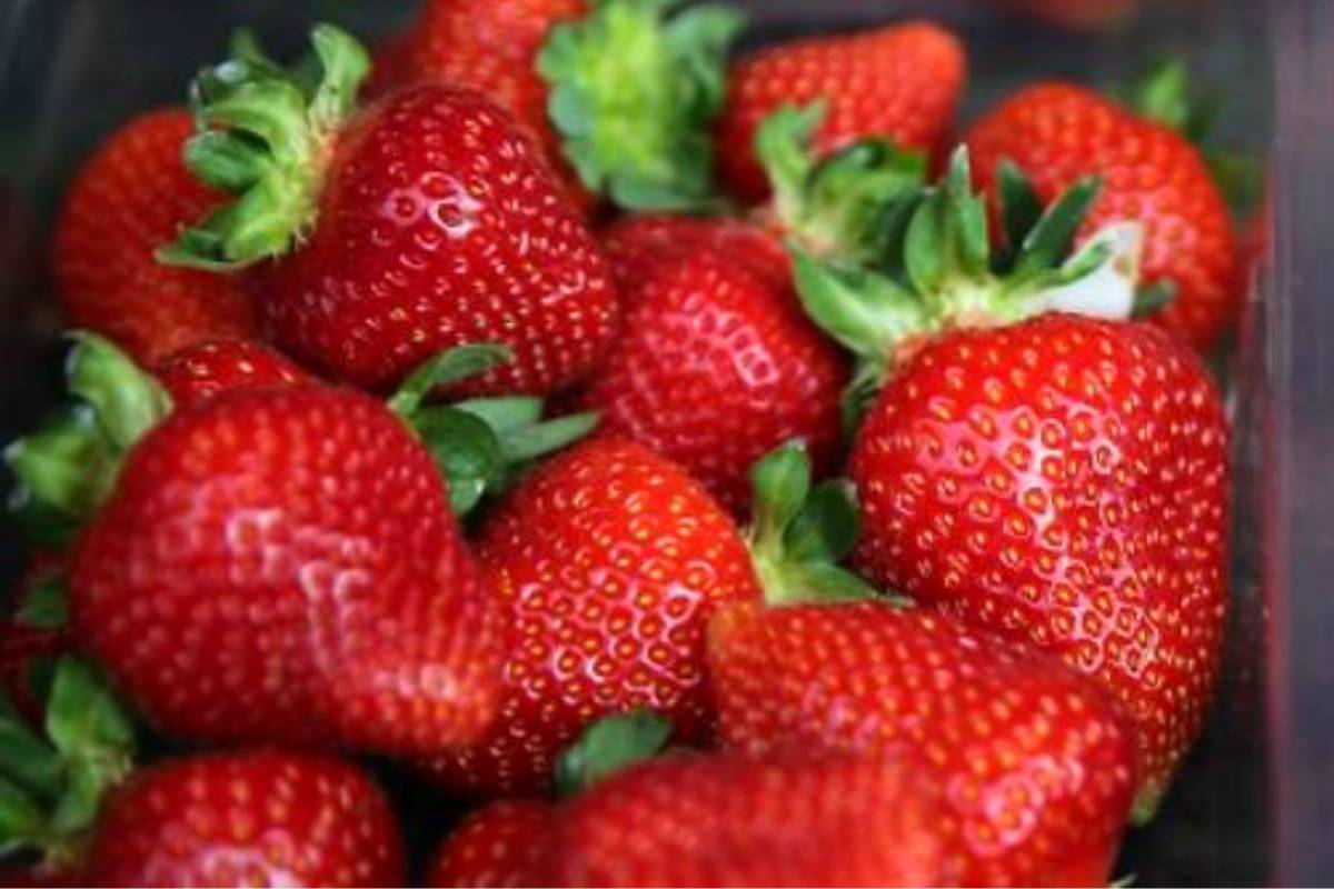 Cara Simpan Strawberi Cameron Highland Agar Segar,Tak Lembik