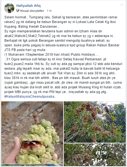 Niat Bersedekah, Lelaki Ini Jemput Orang Ramai Ke Kebun Rasai Pengalaman Kutip Buah Berangan