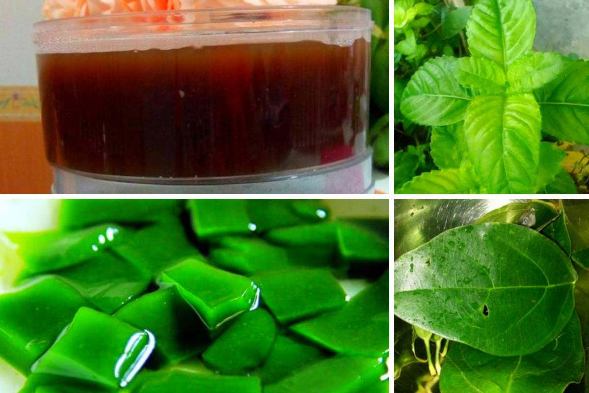 Kenali Pokok & Cara Hasilkan Cincau Secara Homemade