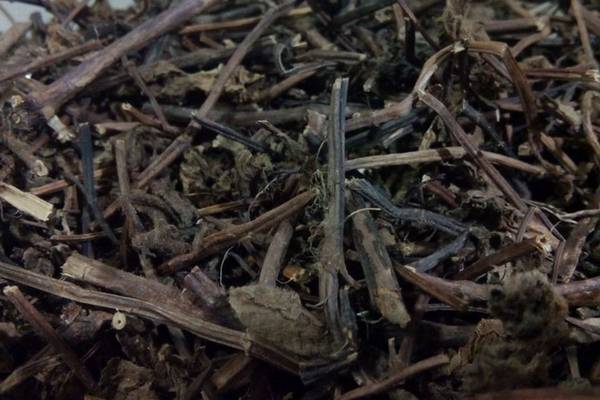 Kenali Pokok & Cara Hasilkan Cincau Secara Homemade