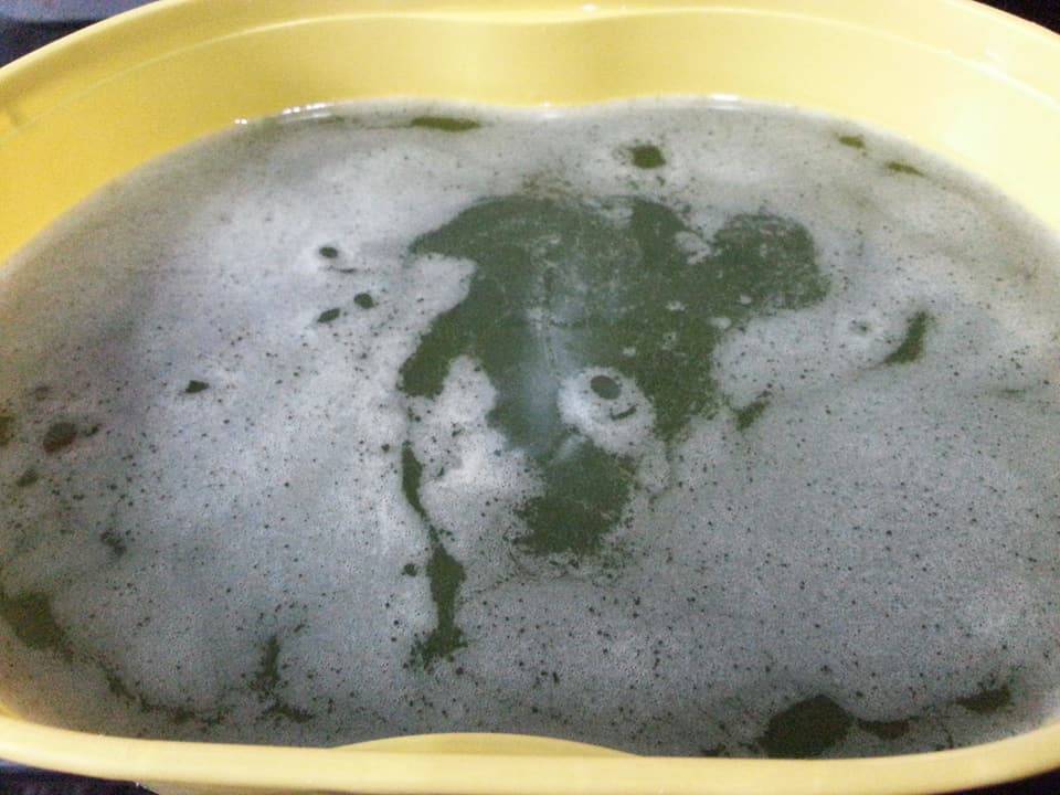 Kenali Pokok & Cara Hasilkan Cincau Secara Homemade