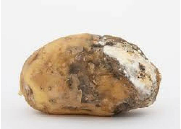 6 Petua Mudah Kentang Tahan Lama & Tak Busuk
