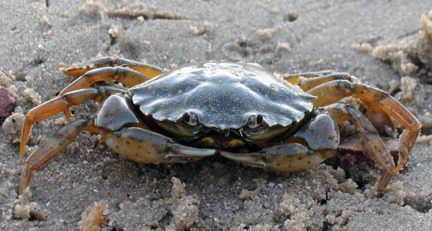 Ini Cara Pilih Ketam Segar & Banyak Isi.