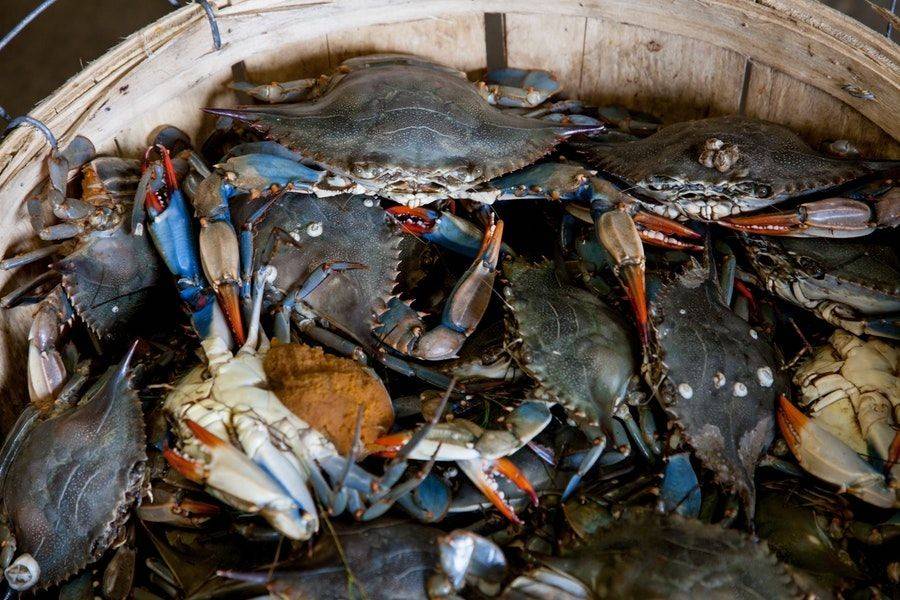 Ini Cara Pilih Ketam Segar & Banyak Isi.