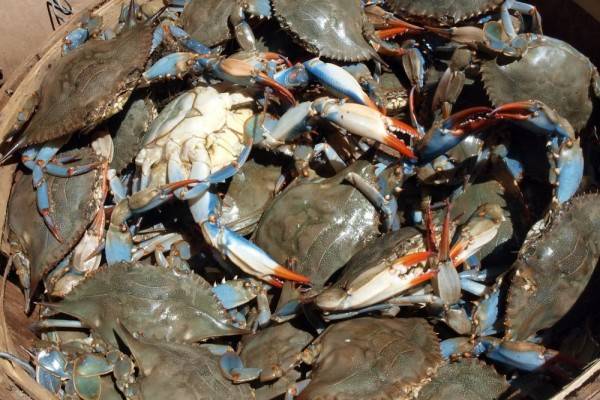 Ini Cara Pilih Ketam Segar & Banyak Isi.