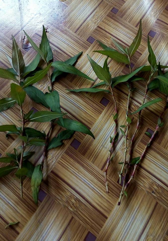 Cara Mudah Tanam Daun Kesum Dalam Baldi Di Balkoni