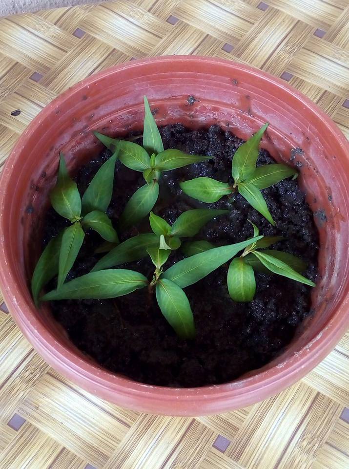 Cara Mudah Tanam Daun Kesum Dalam Baldi Di Balkoni