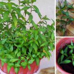 Cara Mudah Tanam Daun Kesum Dalam Baldi Di Balkoni