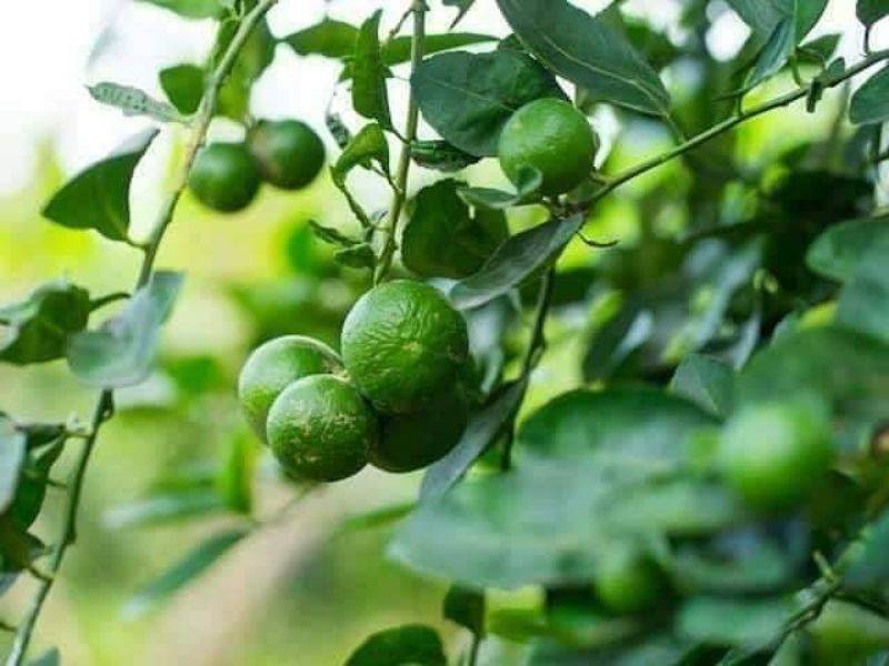 Air Kelapa Muda Dan Limau Nipis, Boleh Turunkan Bacaan Kencing Manis & Darah Tinggi