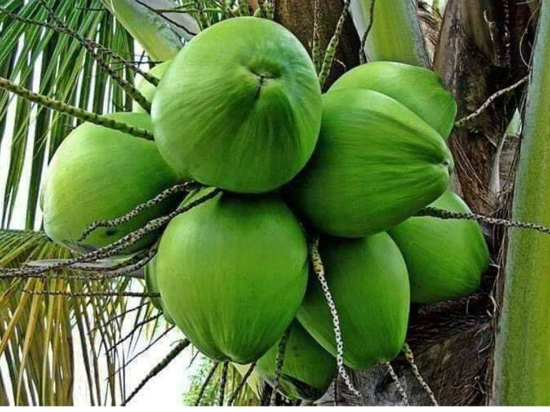 Air Kelapa Muda Dan Limau Nipis, Boleh Turunkan Bacaan Kencing Manis & Darah Tinggi