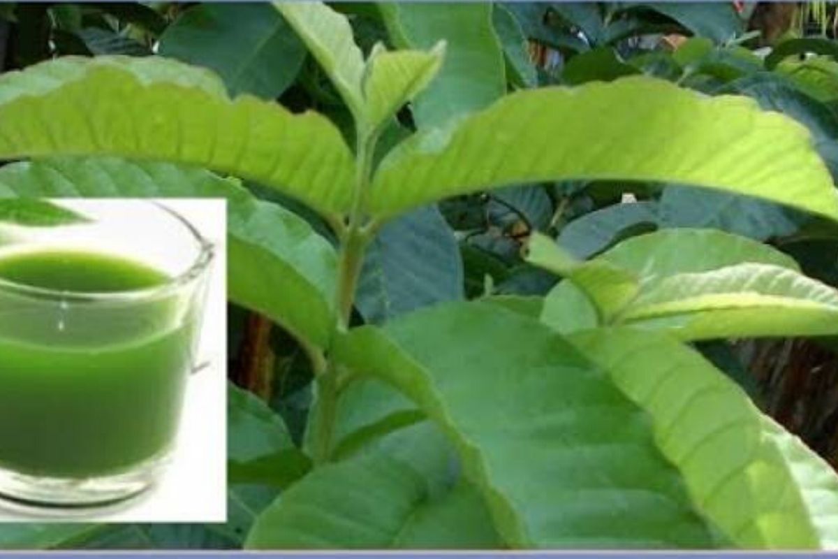 Daun Jambu Batu, Rahsia Alami Untuk Cantik & Sihat.