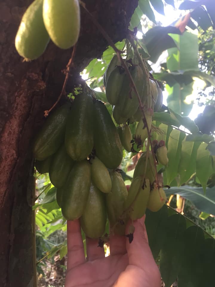 Sambal Belacan Belimbing Buluh, Sedap Hingga Menjilat Jari