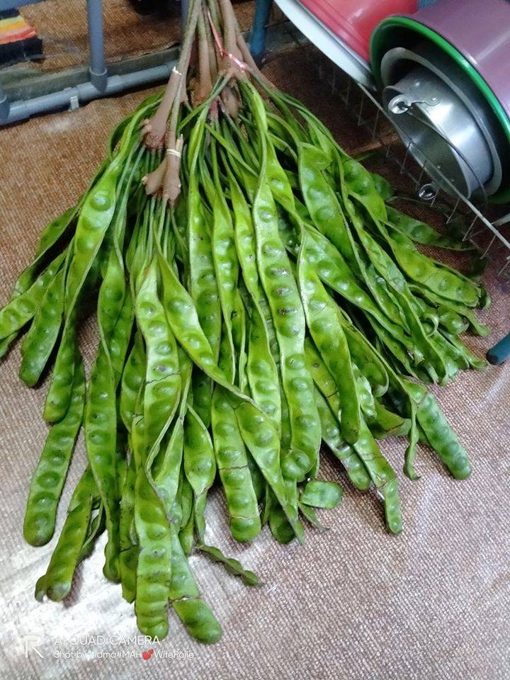 Cara-Cara Buat Petai Jeruk Homemade Yang Sedap & Tak Lembik
