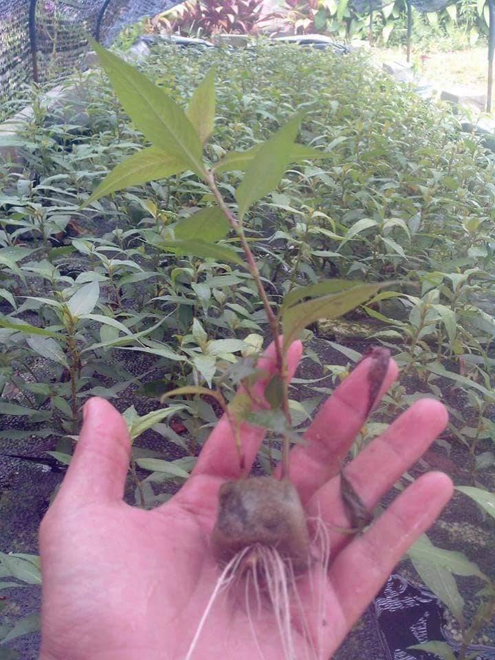 Cara Mudah Tanam Pokok Daun Kesum Di Rumah, Hanya Guna 3 Bahan