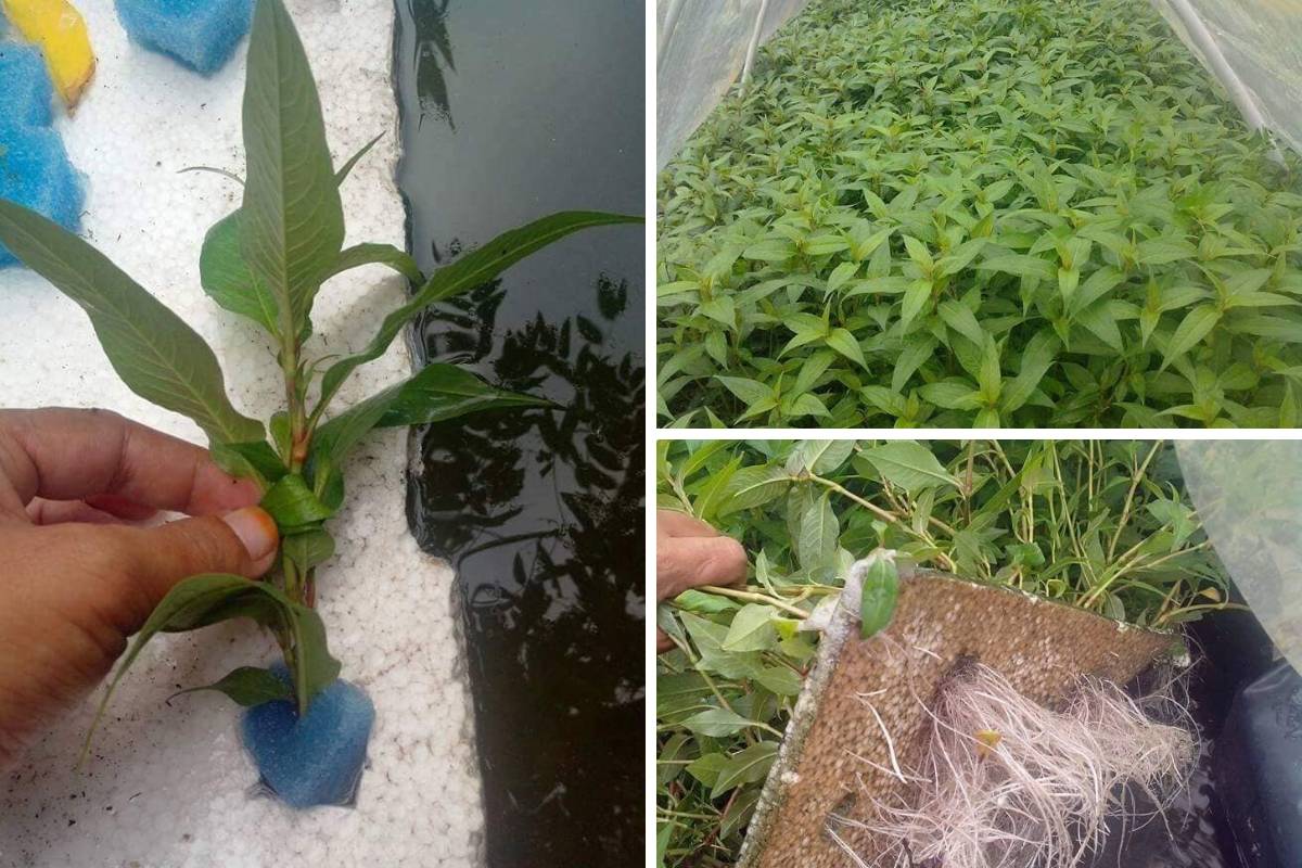 Cara Mudah Tanam Pokok Daun Kesum Di Rumah, Hanya Guna 3 Bahan