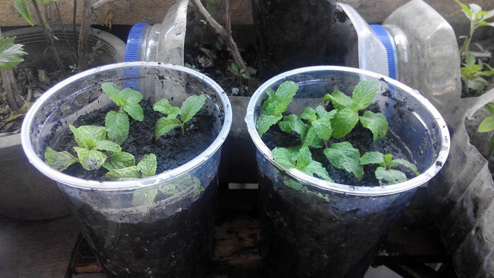 Teknik Tanam Pudina Agar Pokok Lebih Kukuh & Cepat Tumbuh