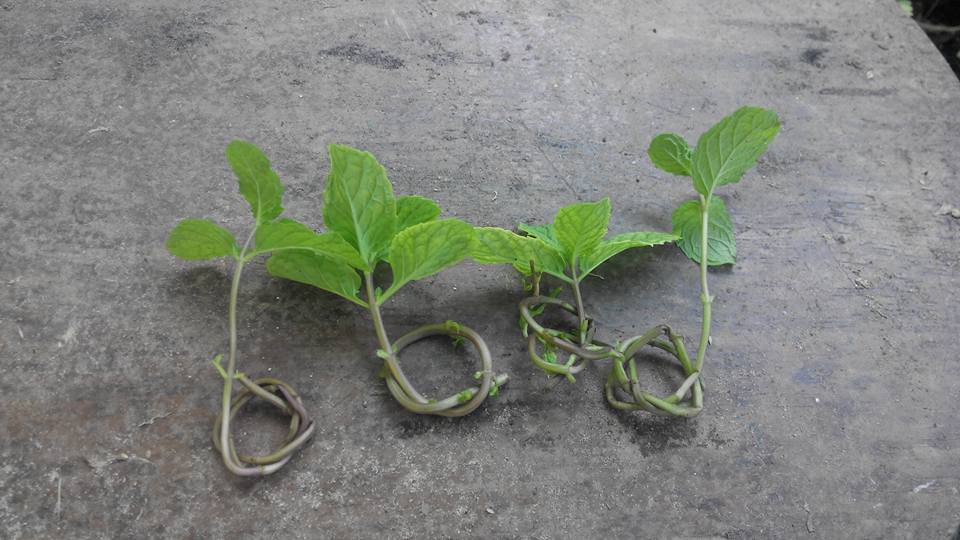 Teknik Tanam Pudina Agar Pokok Lebih Kukuh & Cepat Tumbuh