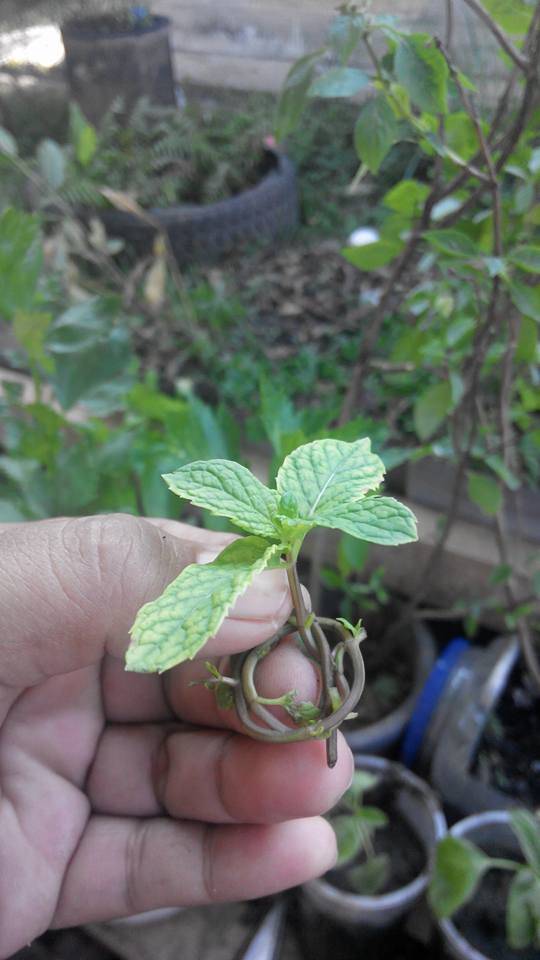 Teknik Tanam Pudina Agar Pokok Lebih Kukuh &#038; Cepat Tumbuh