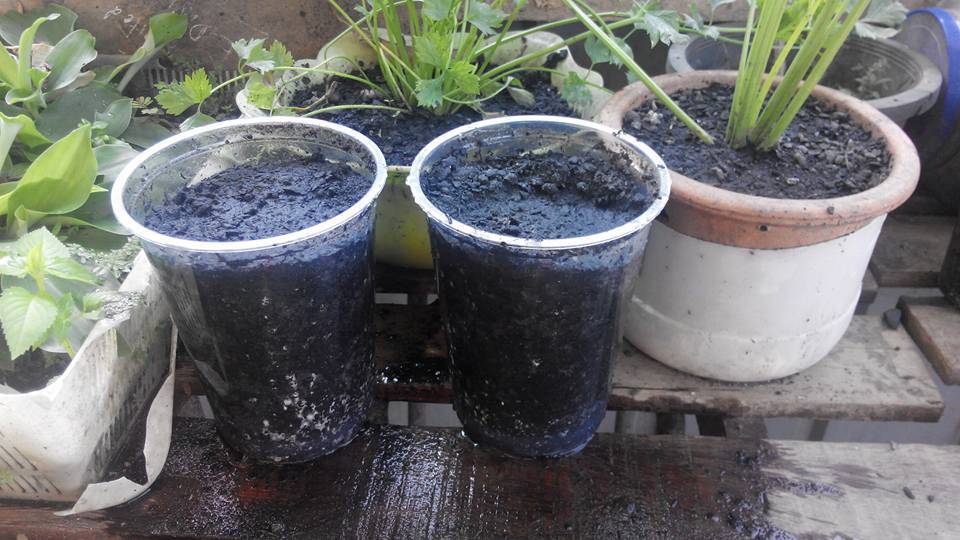 Teknik Tanam Pudina Agar Pokok Lebih Kukuh & Cepat Tumbuh