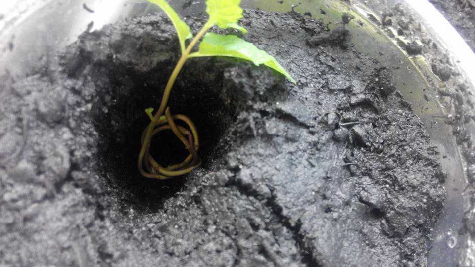 Teknik Tanam Pudina Agar Pokok Lebih Kukuh & Cepat Tumbuh