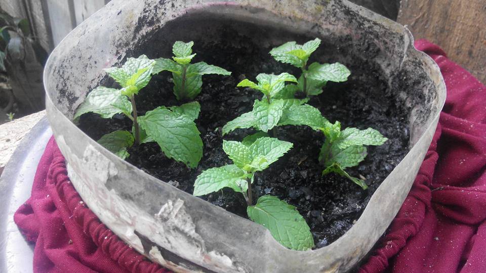 Teknik Tanam Pudina Agar Pokok Lebih Kukuh & Cepat Tumbuh