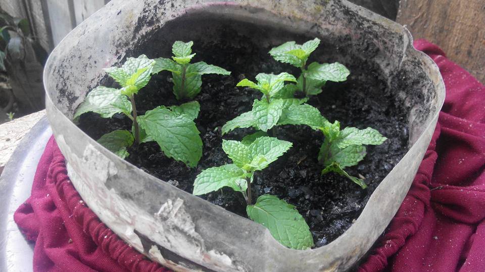 Teknik Tanam Pudina Agar Pokok Lebih Kukuh &#038; Cepat Tumbuh