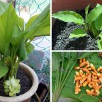 Cara Semai Kunyit Agar Tumbuh Segar