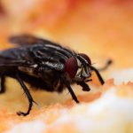 Petua Orang Tua Dulu-Dulu Untuk Halau Lalat Dari Rumah.