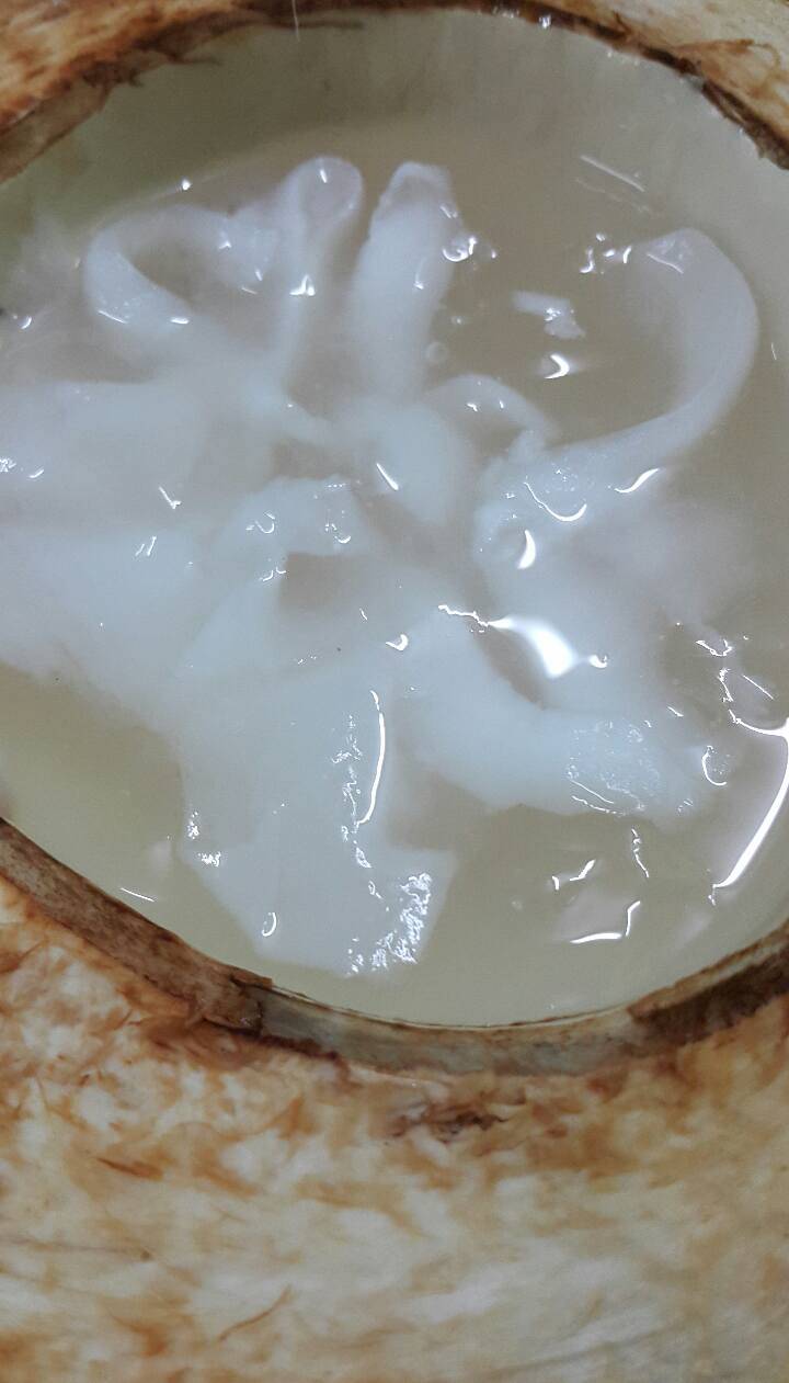 Resipi Jeli Kelapa Muda Guna Sukatan Cawan. Sedap & Sejuk Dimakan