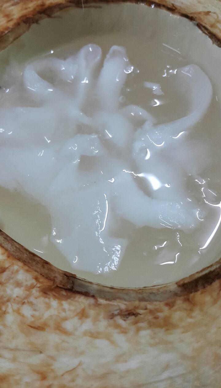 Resipi Jeli Kelapa Muda Guna Sukatan Cawan. Sedap &#038; Sejuk Dimakan