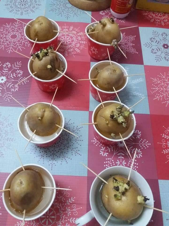 Cara Tanam Ubi Kentang dalam Pasu. Memang Menjadi & Boleh Tuai Hasil.
