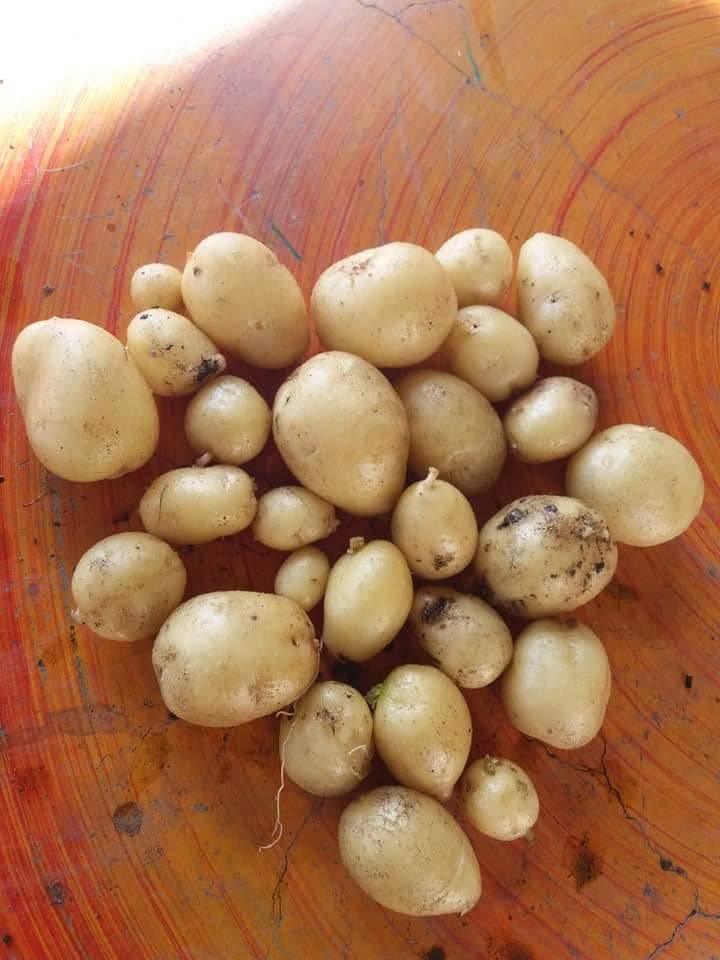 Cara Tanam Ubi Kentang dalam Pasu. Memang Menjadi & Boleh Tuai Hasil.