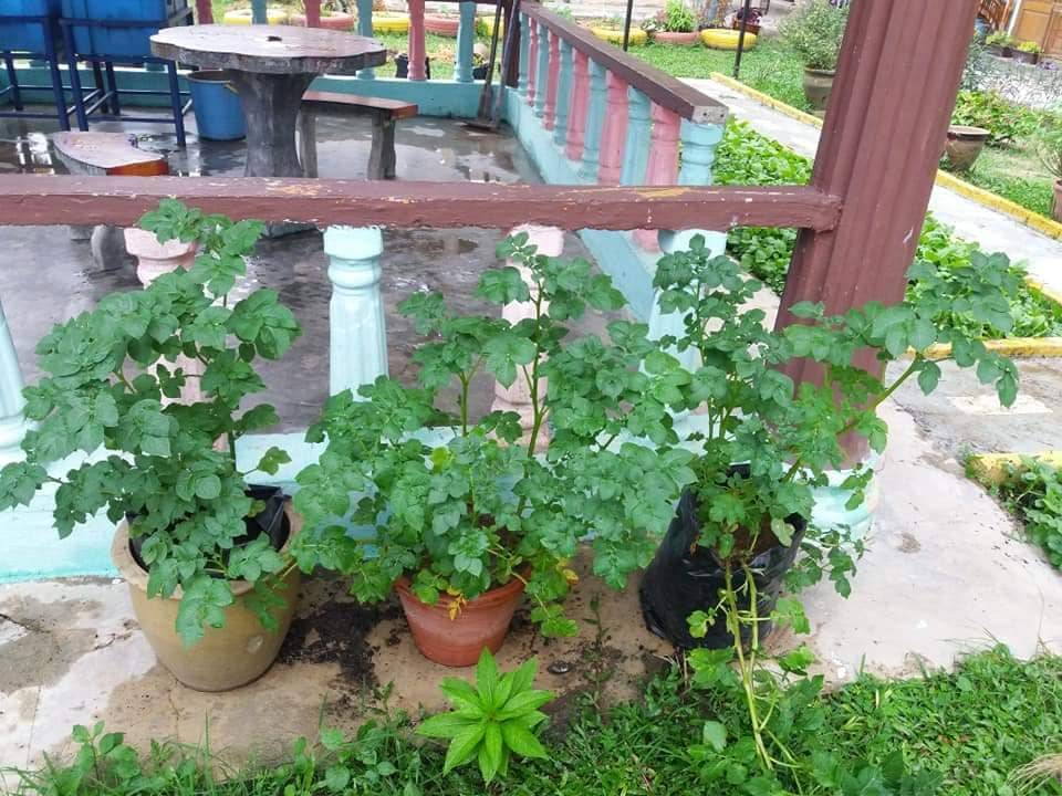 Cara Tanam Ubi Kentang dalam Pasu. Memang Menjadi & Boleh Tuai Hasil.