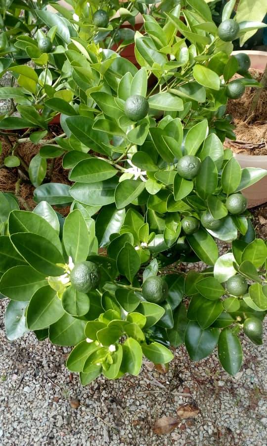 Teknik Tanam Pokok Limau Kasturi, Hanya Cucuk Ranting Dalam Tanah