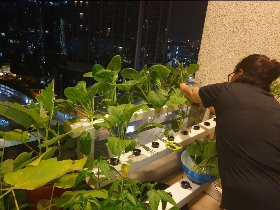 Kebun Kluster Kayangan, Duduk Apartment Tak Semestinya Tak Boleh Bercucuk Tanam