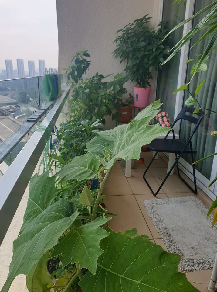 Kebun Kluster Kayangan, Duduk Apartment Tak Semestinya Tak Boleh Bercucuk Tanam