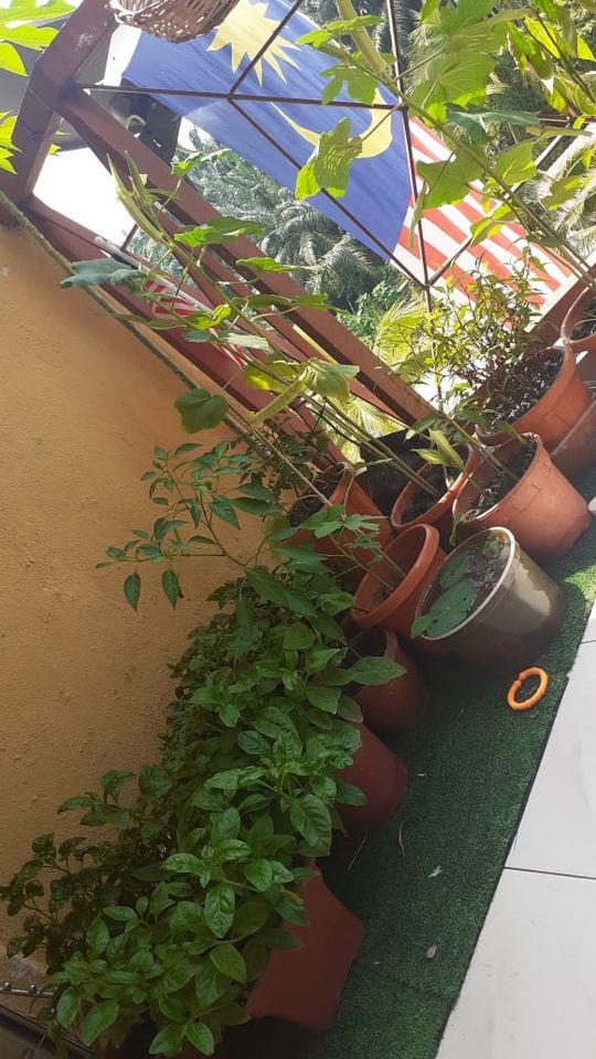 Kebun Kluster Kayangan, Duduk Apartment Tak Semestinya Tak Boleh Bercucuk Tanam